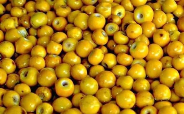 Chabacanos